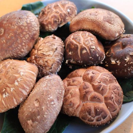 Lodge Kiyokawa Bungoono Ngoại thất bức ảnh